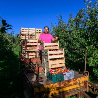 Des pommes croquantes, des poires savoureuses et tout ça en BIO, c'est possible à Fouchécourt !