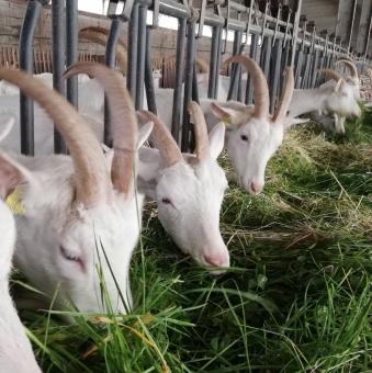 Le Ferme Ligny, un élevage diversifié !